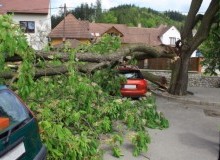 Kwikfynd Tree Cutting Services
fairfieldqld