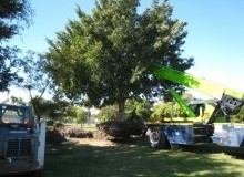 Kwikfynd Tree Management Services
fairfieldqld